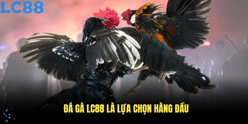 Đá gà LC88 là lựa chọn hàng đầu cho người chơi cá cược trực tuyến an toàn
